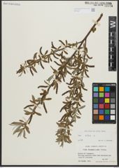 Foto von Salix alba L. x Salix fragilis L.
